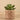 Greenery-Potted Succulent (Discontinued)-Bloomr