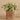 Plants-Potted Silver Fall (Discontinued)-Bloomr