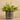 Plants-Potted Vanilla Leaf (Discontinued)-Bloomr