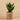 Plants-Potted Agave (Discontinued)-Bloomr