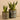 Plants-Potted Aloe (Discontinued)-Bloomr