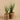 Plants-Potted Aloe (Discontinued)-Bloomr