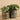 Plants-Artificial Potted Eucalyptus (Discontinued)-Bloomr
