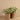 Plants-Potted Silver Fall (Discontinued)-Bloomr