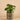 Plants-Potted Pancake (Discontinued)-Bloomr