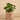 Plants-Potted Pancake (Discontinued)-Bloomr